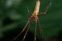 Tetragnatha_montana_D3740_Z_88_Vinkenveense plassen_Nederland